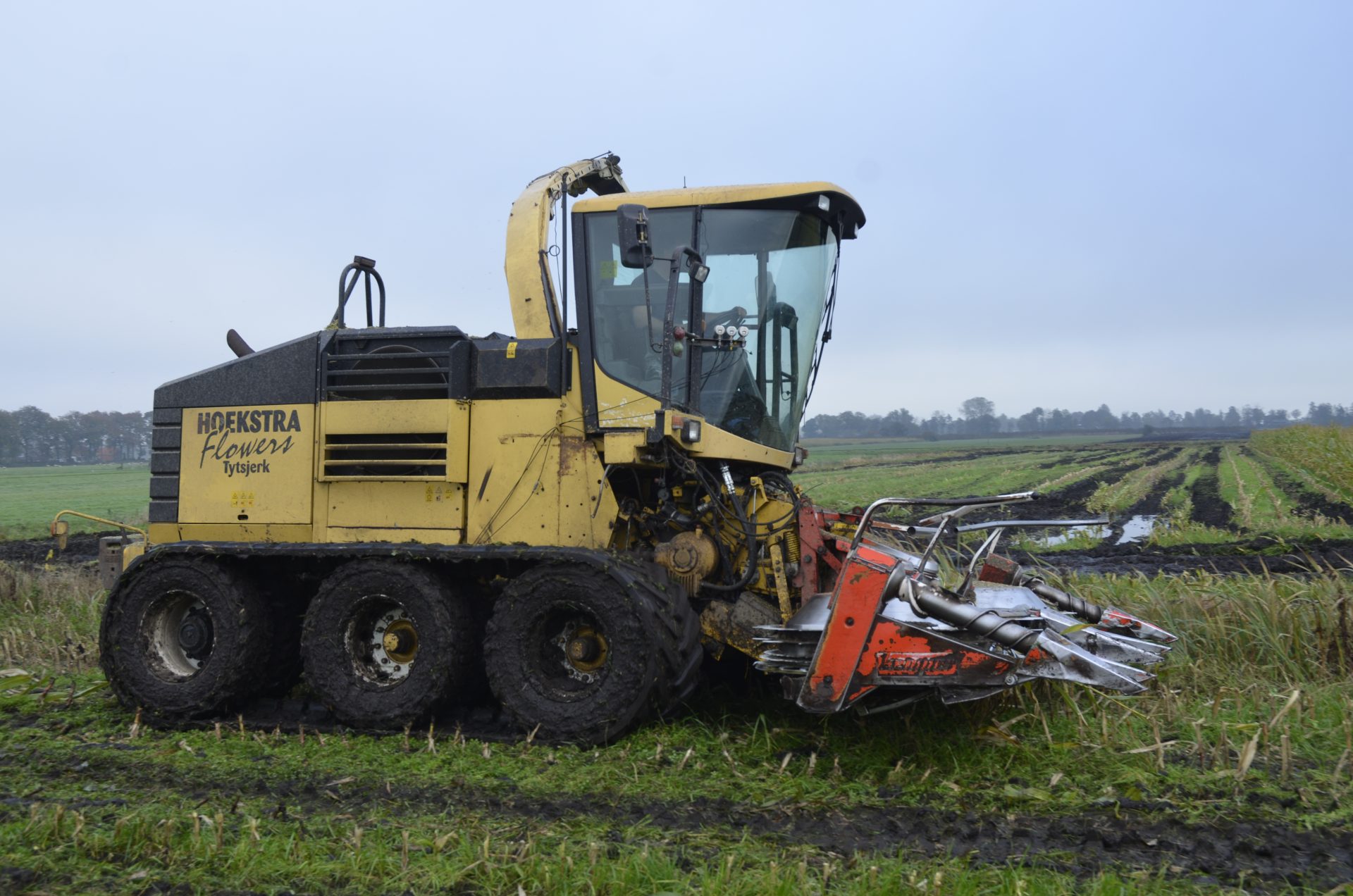 Muddy maize specialists