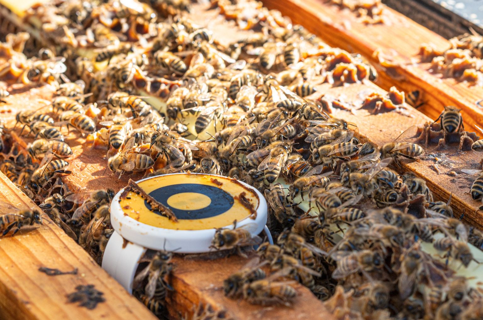 Precision pollination in the orchard