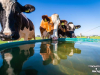 Water trough Solar Energy Suevia Suevia weidedrinkbak, 200 tot 1500 liter
